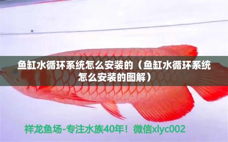 魚缸水循環(huán)系統(tǒng)怎么安裝的（魚缸水循環(huán)系統(tǒng)怎么安裝的圖解）