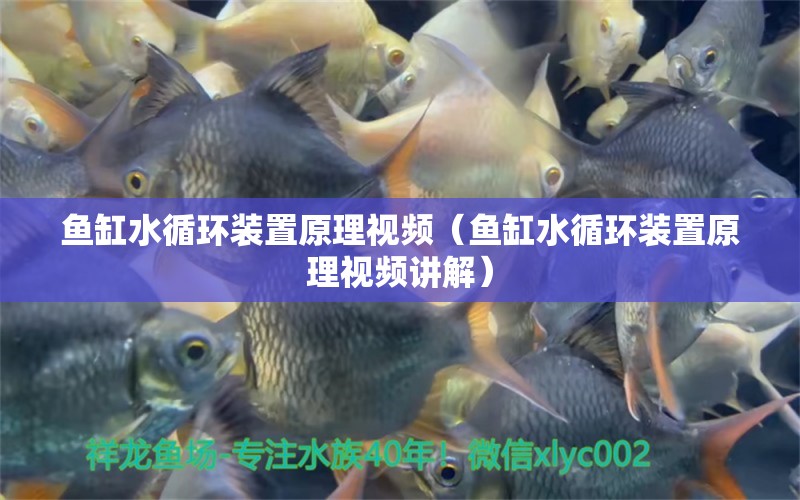 魚缸水循環(huán)裝置原理視頻（魚缸水循環(huán)裝置原理視頻講解）