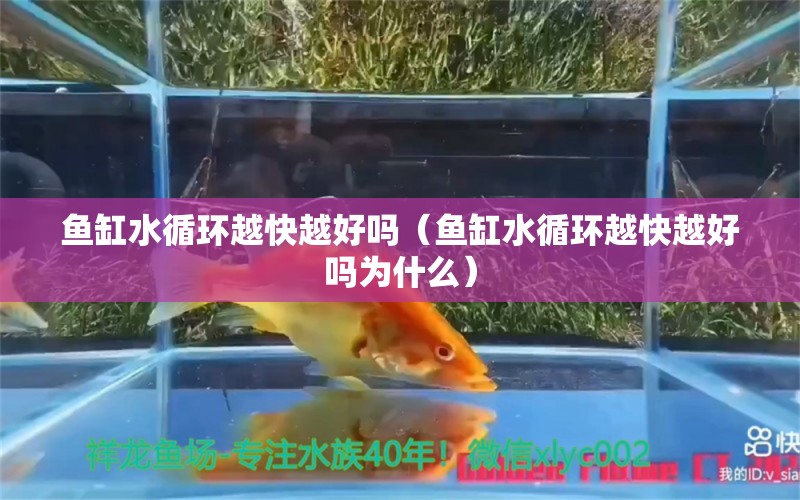 魚缸水循環(huán)越快越好嗎（魚缸水循環(huán)越快越好嗎為什么）