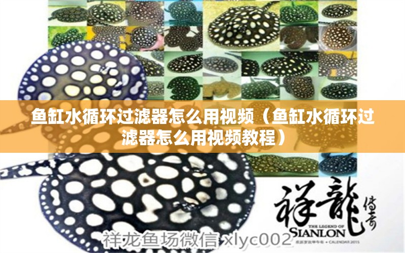 魚缸水循環(huán)過濾器怎么用視頻（魚缸水循環(huán)過濾器怎么用視頻教程） 其他品牌魚缸