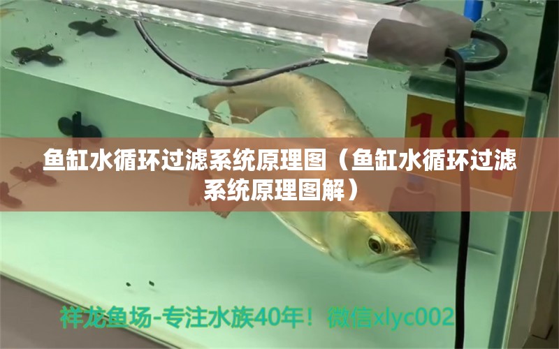 魚缸水循環(huán)過濾系統(tǒng)原理圖（魚缸水循環(huán)過濾系統(tǒng)原理圖解）