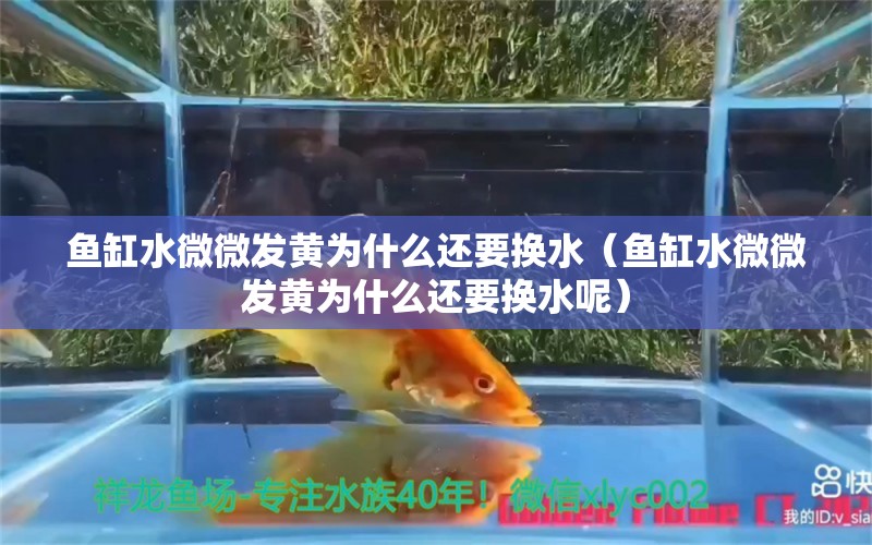 魚缸水微微發(fā)黃為什么還要換水（魚缸水微微發(fā)黃為什么還要換水呢）