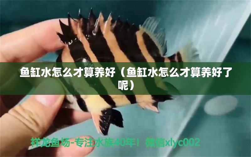 魚缸水怎么才算養(yǎng)好（魚缸水怎么才算養(yǎng)好了呢）