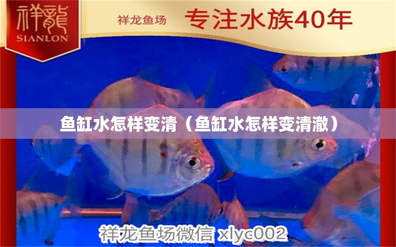 魚(yú)缸水怎樣變清（魚(yú)缸水怎樣變清澈）