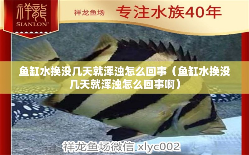 魚(yú)缸水換沒(méi)幾天就渾濁怎么回事（魚(yú)缸水換沒(méi)幾天就渾濁怎么回事?。?祥龍水族醫(yī)院