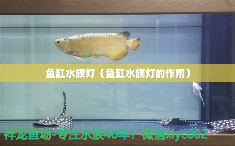 魚缸水族燈（魚缸水族燈的作用）