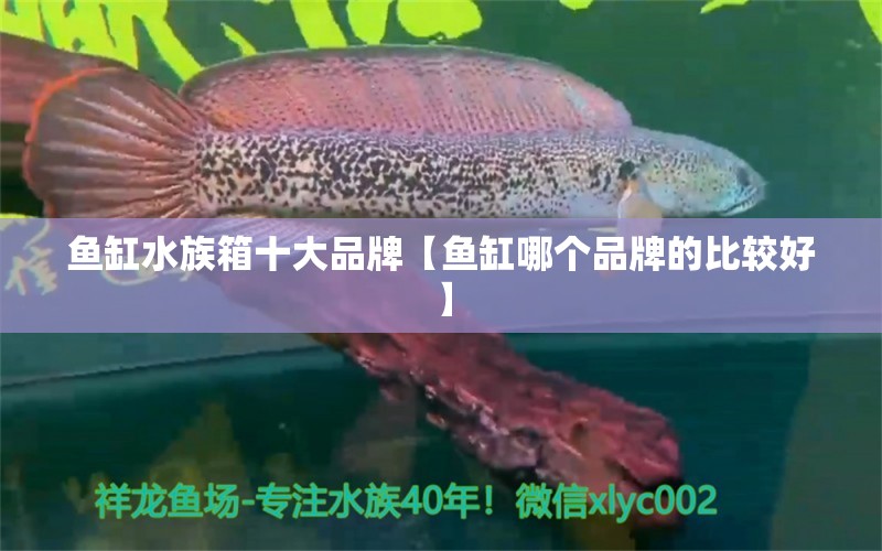 魚缸水族箱十大品牌【魚缸哪個品牌的比較好】