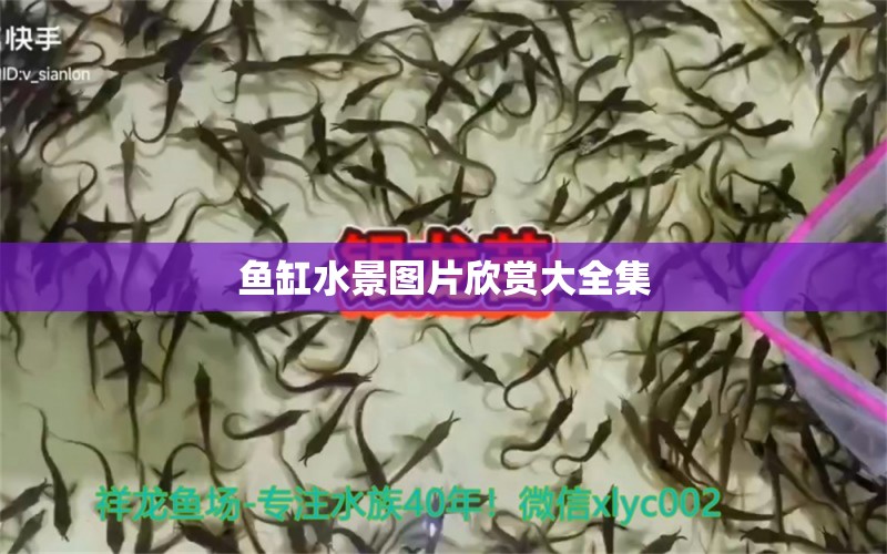 魚缸水景圖片欣賞大全集