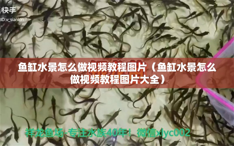 魚缸水景怎么做視頻教程圖片（魚缸水景怎么做視頻教程圖片大全） 祥龍水族醫(yī)院