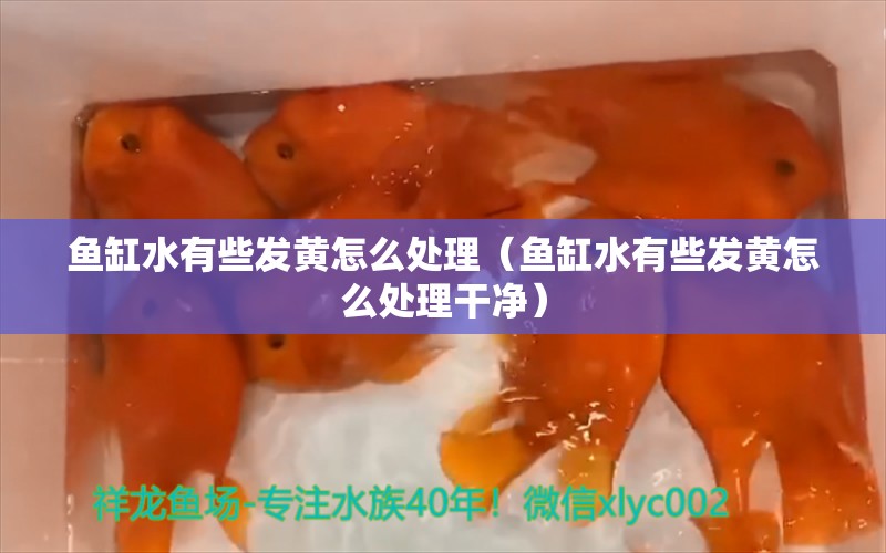 魚缸水有些發(fā)黃怎么處理（魚缸水有些發(fā)黃怎么處理干凈）