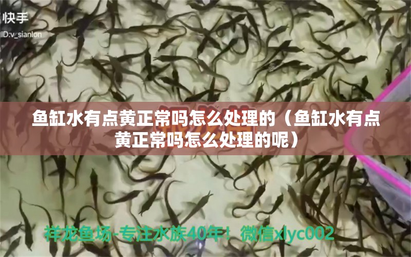 魚缸水有點黃正常嗎怎么處理的（魚缸水有點黃正常嗎怎么處理的呢）