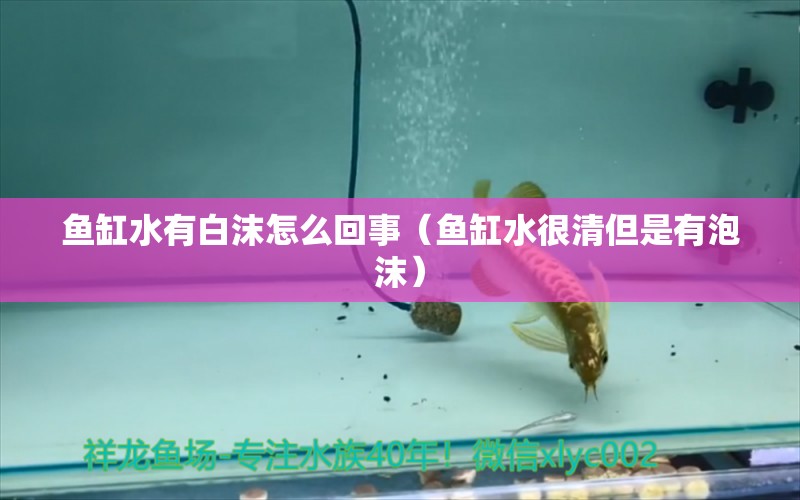 魚缸水有白沫怎么回事（魚缸水很清但是有泡沫）