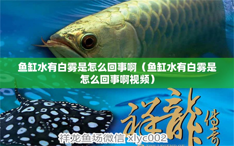 魚缸水有白霧是怎么回事?。~缸水有白霧是怎么回事啊視頻）