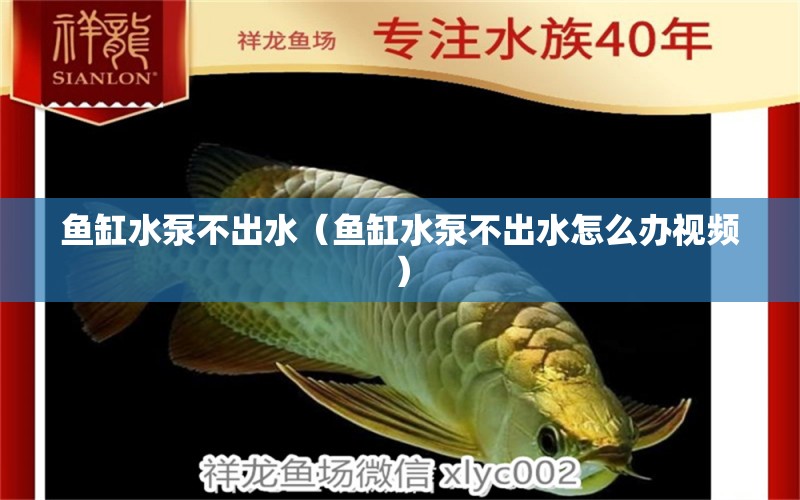 魚缸水泵不出水（魚缸水泵不出水怎么辦視頻） 魚缸水泵