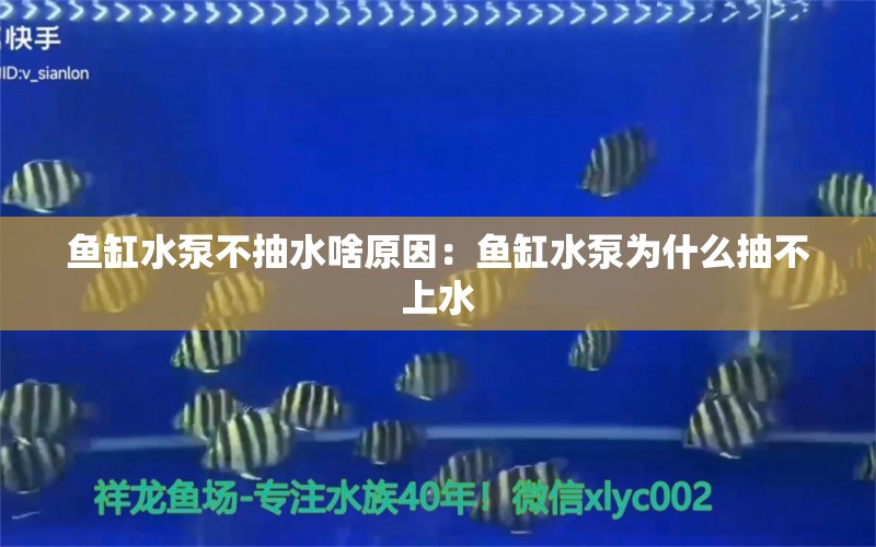 魚缸水泵不抽水啥原因：魚缸水泵為什么抽不上水 魚缸水泵 第2張