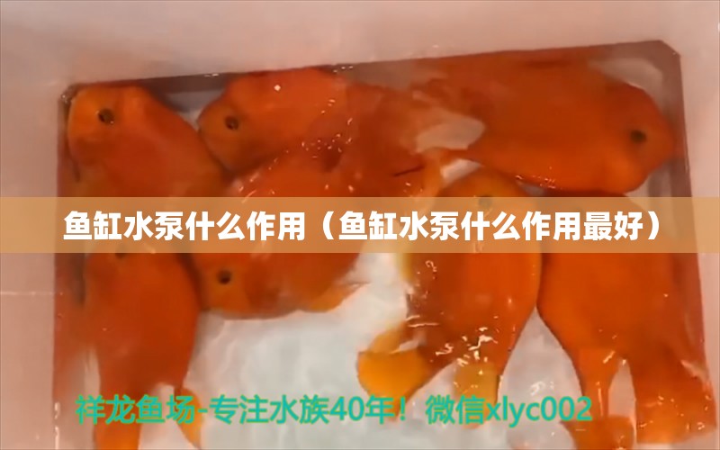 魚缸水泵什么作用（魚缸水泵什么作用最好） 魚缸水泵