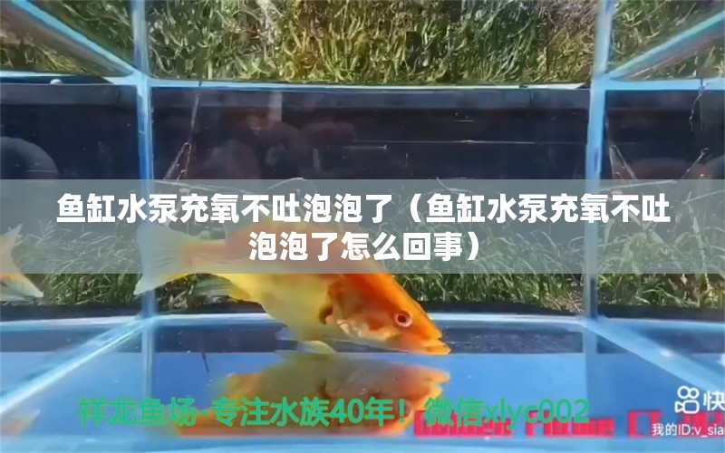 魚缸水泵充氧不吐泡泡了（魚缸水泵充氧不吐泡泡了怎么回事） 魚缸水泵