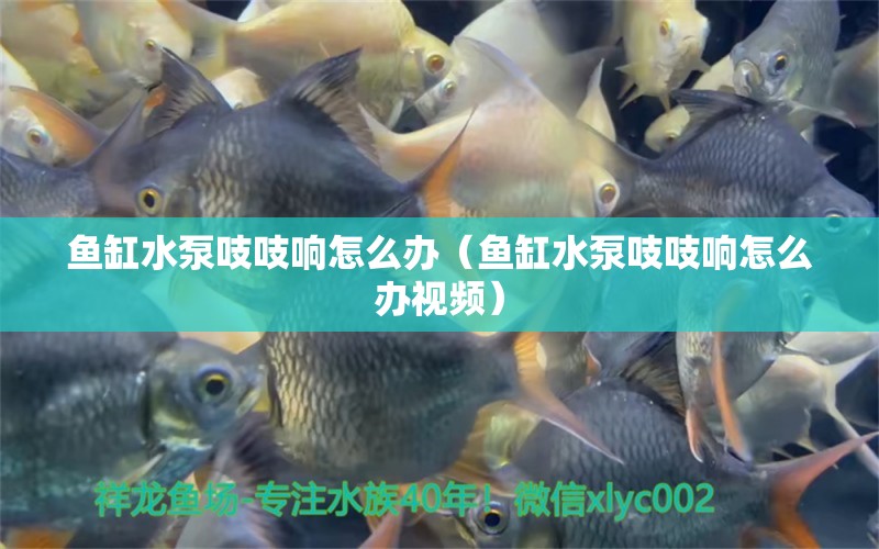 魚缸水泵吱吱響怎么辦（魚缸水泵吱吱響怎么辦視頻）