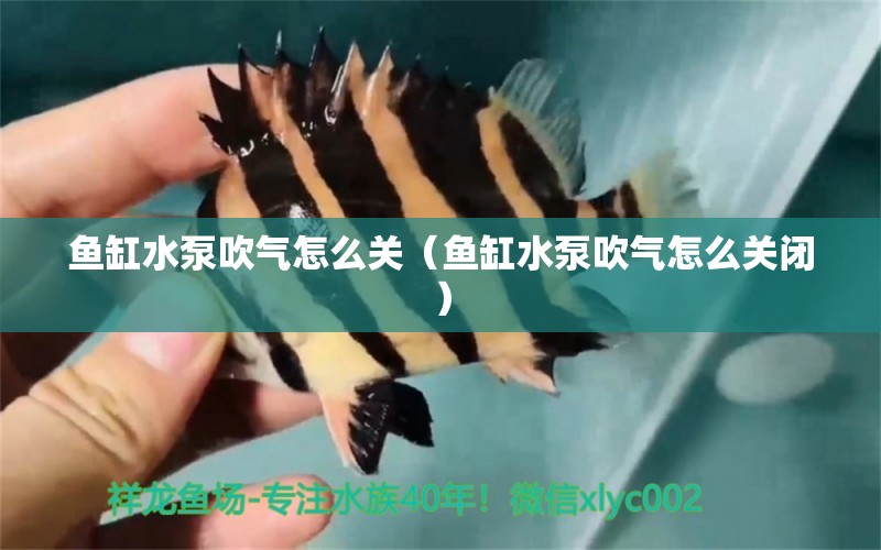 魚缸水泵吹氣怎么關(guān)（魚缸水泵吹氣怎么關(guān)閉） 魚缸水泵