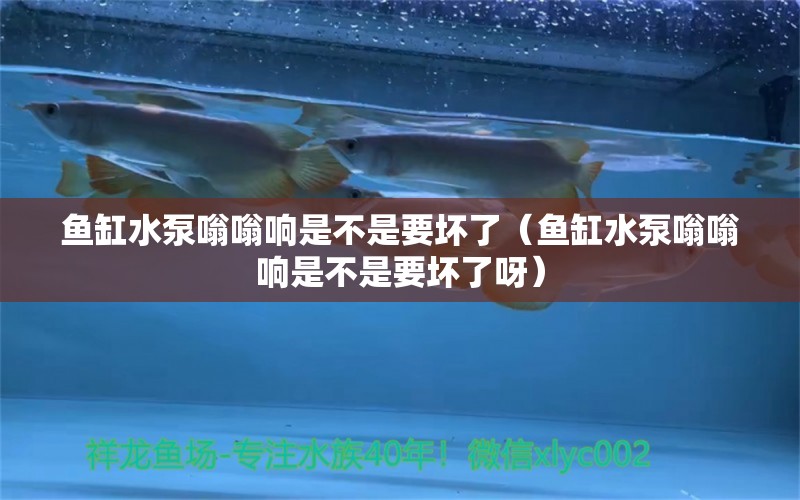 魚缸水泵嗡嗡響是不是要壞了（魚缸水泵嗡嗡響是不是要壞了呀） 魚缸水泵