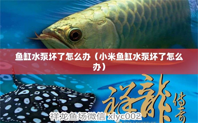 魚缸水泵壞了怎么辦（小米魚缸水泵壞了怎么辦）