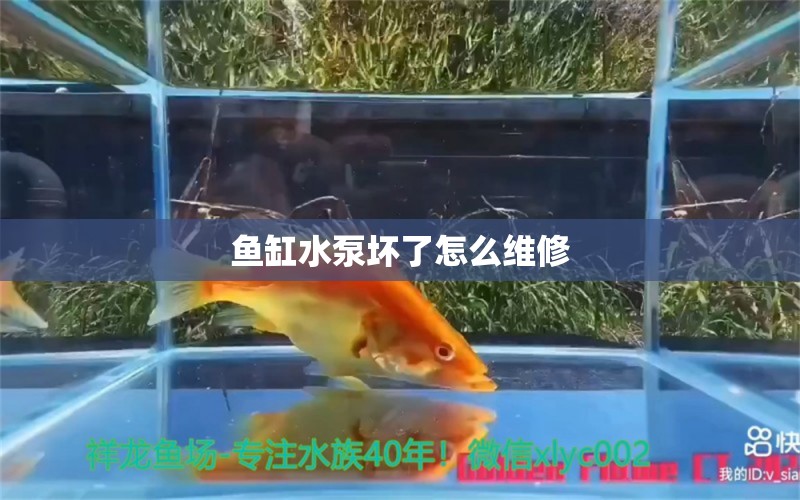 魚缸水泵壞了怎么維修 魚缸水泵