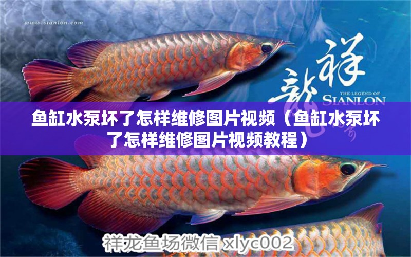 魚缸水泵壞了怎樣維修圖片視頻（魚缸水泵壞了怎樣維修圖片視頻教程） 魚缸水泵