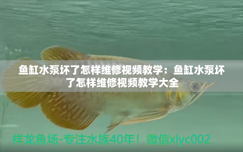 魚缸水泵壞了怎樣維修視頻教學(xué)：魚缸水泵壞了怎樣維修視頻教學(xué)大全