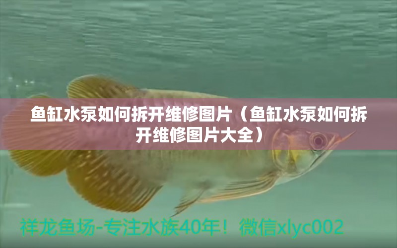 魚缸水泵如何拆開維修圖片（魚缸水泵如何拆開維修圖片大全）