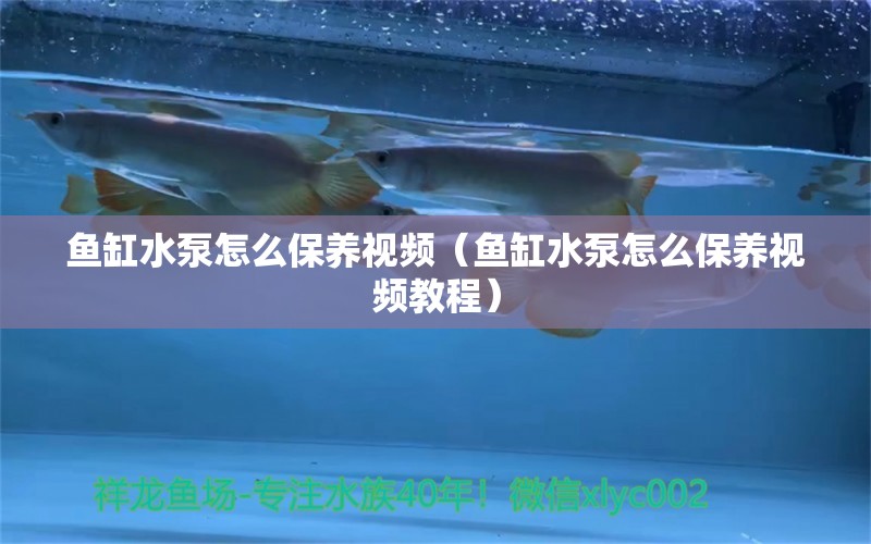 魚缸水泵怎么保養(yǎng)視頻（魚缸水泵怎么保養(yǎng)視頻教程） 魚缸水泵