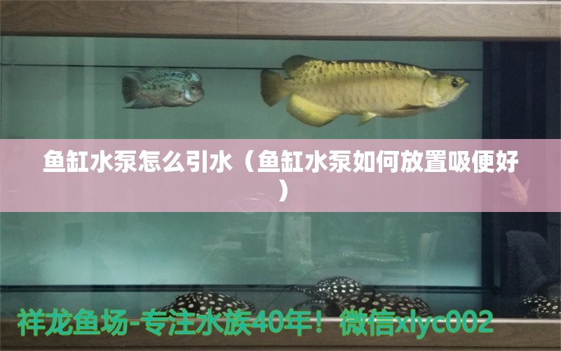 魚缸水泵怎么引水（魚缸水泵如何放置吸便好） 一眉道人魚苗