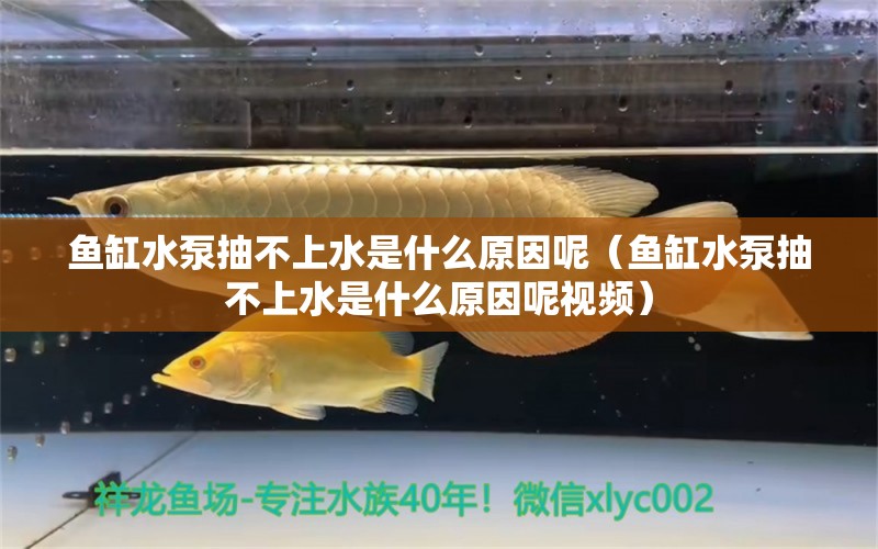 魚缸水泵抽不上水是什么原因呢（魚缸水泵抽不上水是什么原因呢視頻）