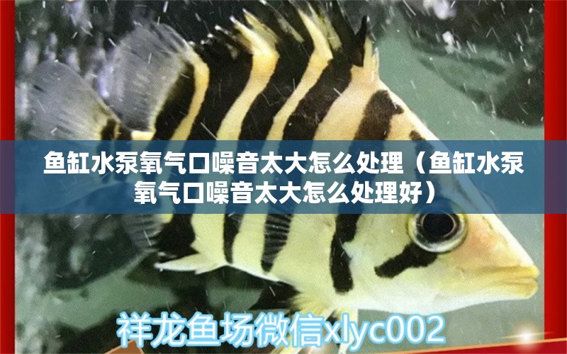 魚(yú)缸水泵氧氣口噪音太大怎么處理（魚(yú)缸水泵氧氣口噪音太大怎么處理好） 魚(yú)缸水泵