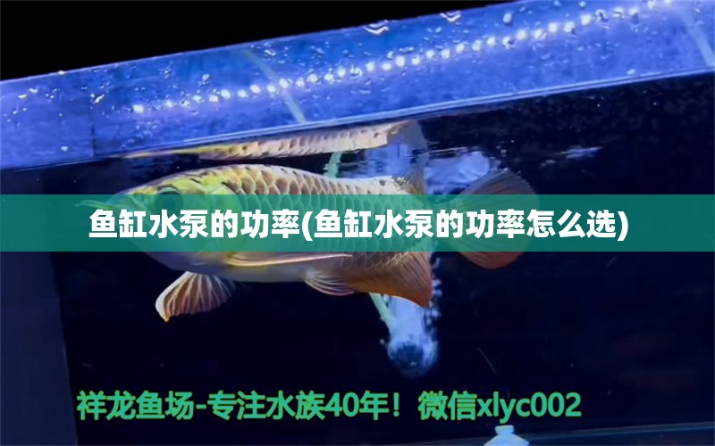 魚缸水泵的功率(魚缸水泵的功率怎么選) 魚缸水泵