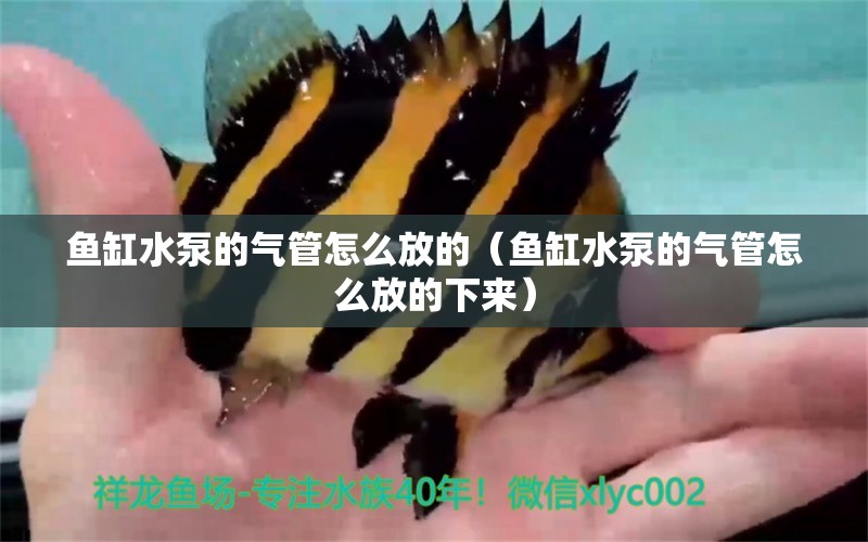 魚缸水泵的氣管怎么放的（魚缸水泵的氣管怎么放的下來）