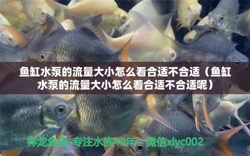 魚缸水泵的流量大小怎么看合適不合適（魚缸水泵的流量大小怎么看合適不合適呢）