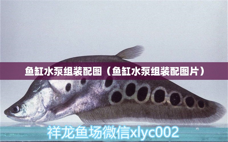 魚(yú)缸水泵組裝配圖（魚(yú)缸水泵組裝配圖片） 魚(yú)缸水泵