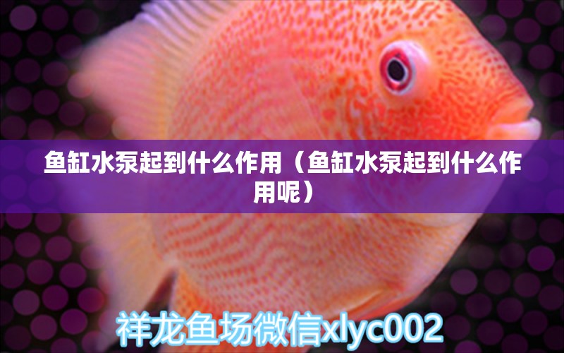 魚缸水泵起到什么作用（魚缸水泵起到什么作用呢） 胭脂孔雀龍魚