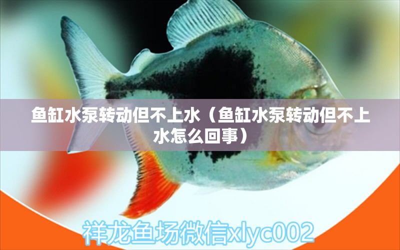 魚缸水泵轉(zhuǎn)動(dòng)但不上水（魚缸水泵轉(zhuǎn)動(dòng)但不上水怎么回事） 魚缸水泵