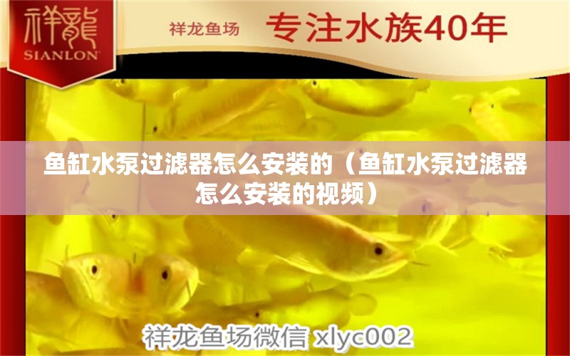 魚缸水泵過濾器怎么安裝的（魚缸水泵過濾器怎么安裝的視頻）