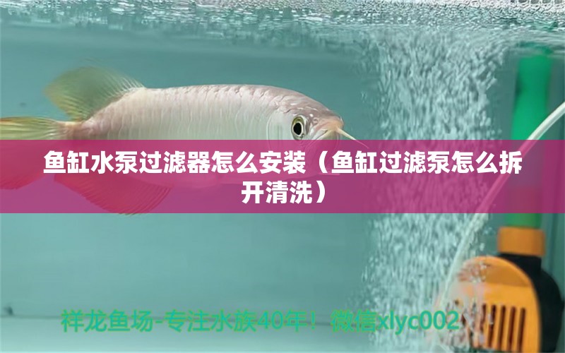 魚缸水泵過濾器怎么安裝（魚缸過濾泵怎么拆開清洗） 紅勾銀版魚 第1張