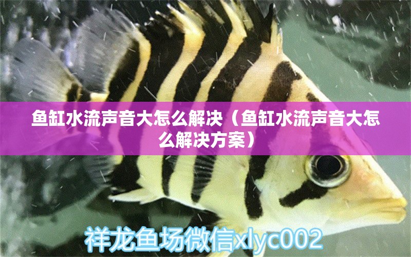 魚(yú)缸水流聲音大怎么解決（魚(yú)缸水流聲音大怎么解決方案）