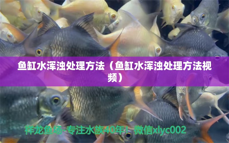 魚缸水渾濁處理方法（魚缸水渾濁處理方法視頻）