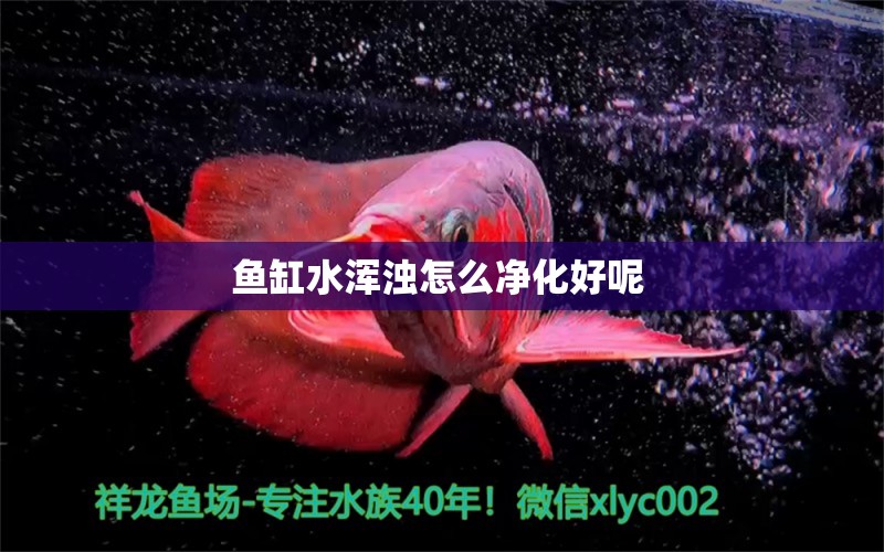 魚缸水渾濁怎么凈化好呢 