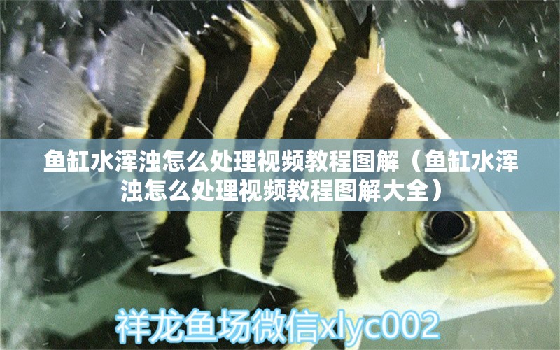 魚缸水渾濁怎么處理視頻教程圖解（魚缸水渾濁怎么處理視頻教程圖解大全）