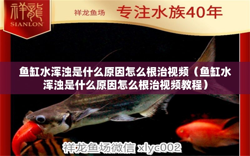 魚(yú)缸水渾濁是什么原因怎么根治視頻（魚(yú)缸水渾濁是什么原因怎么根治視頻教程）