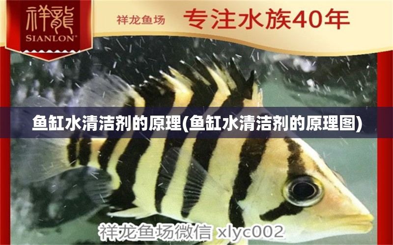 魚缸水清潔劑的原理(魚缸水清潔劑的原理圖) 金龍福龍魚