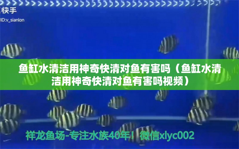 魚(yú)缸水清潔用神奇快清對(duì)魚(yú)有害嗎（魚(yú)缸水清潔用神奇快清對(duì)魚(yú)有害嗎視頻）