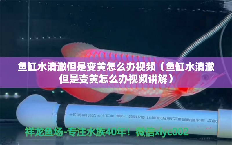 魚缸水清澈但是變黃怎么辦視頻（魚缸水清澈但是變黃怎么辦視頻講解） 細(xì)線銀板魚苗