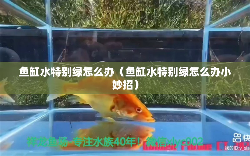 魚缸水特別綠怎么辦（魚缸水特別綠怎么辦小妙招）